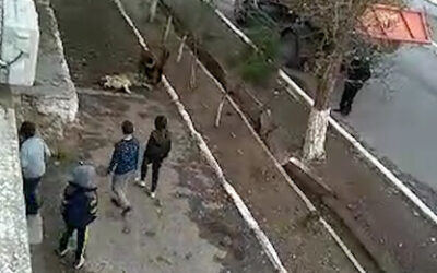 В Ашхабаде устанавливают памятник алабаю, а в Серхетабаде алабаев отстреливают
