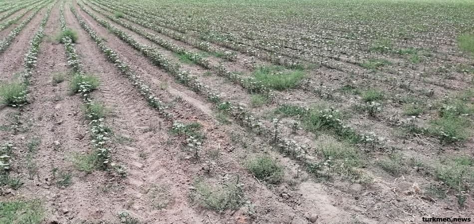 90 процентов поверхностных вод в Туркменистане потребляет сельское хозяйство