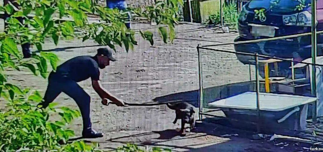 К приезду президента в Туркменбаши провели жестокий отлов бездомных собак