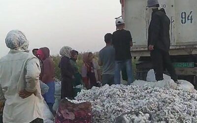 Принудительный труд при сборе хлопка в Туркменистане: регресс и спиральный эффект на общество