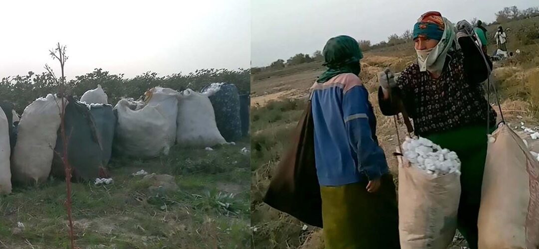 В Туркменистане бюджетников вновь привлекают к сбору хлопка. Дехканам недоплачивают за урожай