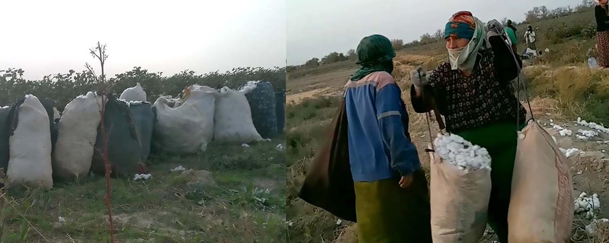 В Туркменистане бюджетников вновь привлекают к сбору хлопка. Дехканам недоплачивают за урожай